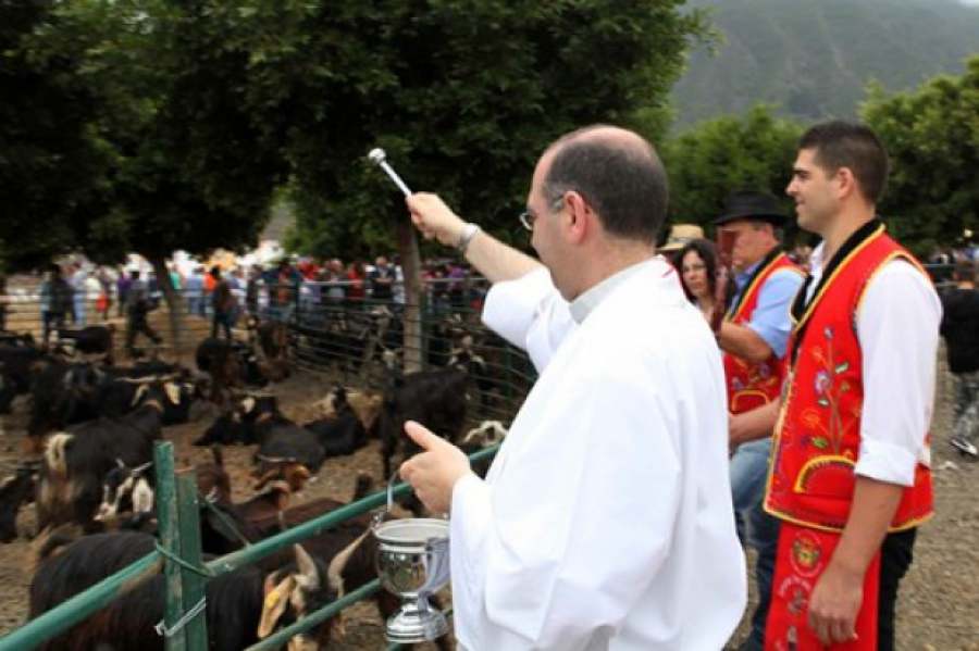 La Feria de Ganado reunirá más de 2.500 cabezas de ganado en el recinto de Las Dehesas 
