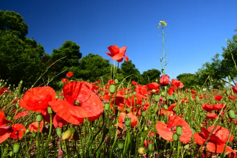 Captura de pantalla 2017-07-05 a las 17.58.07