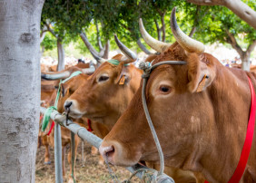 El recinto de Las Dehesas congrega este sábado más de 1.200 cabezas de ganado
