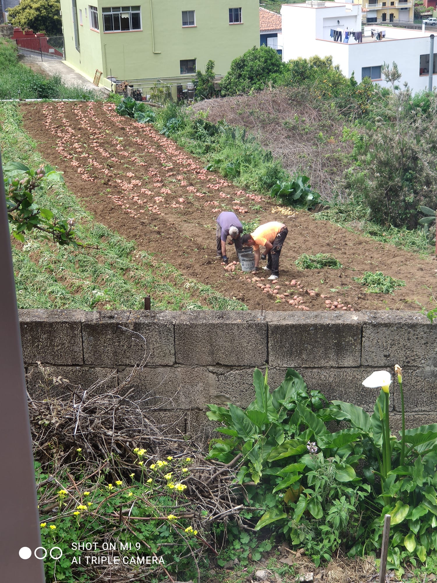 agricultor solidario para familias necesitadas