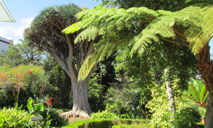 único sagrado Asociar Hijuela del Botánico | Villa de La Orotava