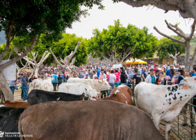 El próximo sábado, 29 de junio, se celebra en la Villa la popular y tradicional Feria de Ganado 