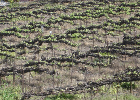 Este sistema, propio del Valle de La Orotava, es único en el mundo