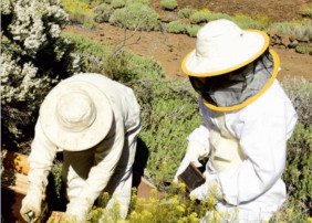 Los apicultores de la Villa recibirán el XIX Premio Artesanía y Patrimonio Villa de La Orotava